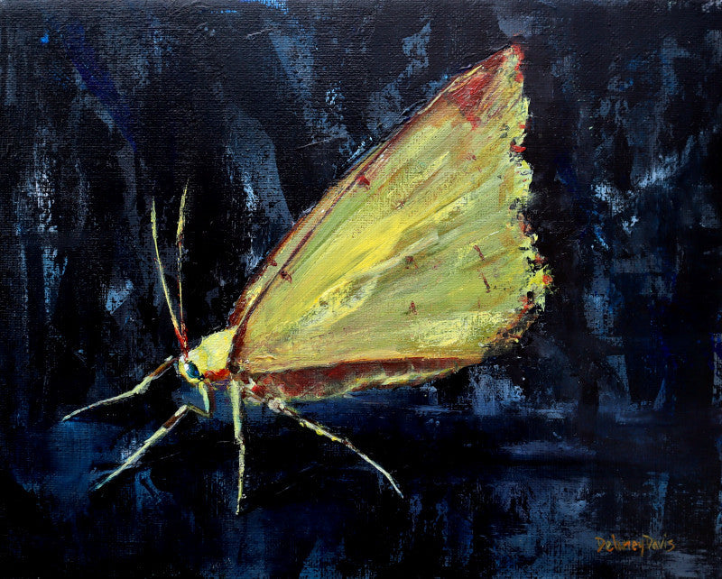 Yellow Moth